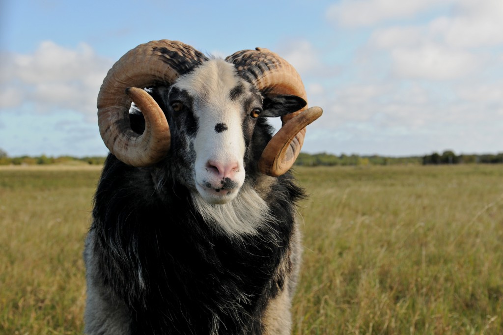 Fårö lamm